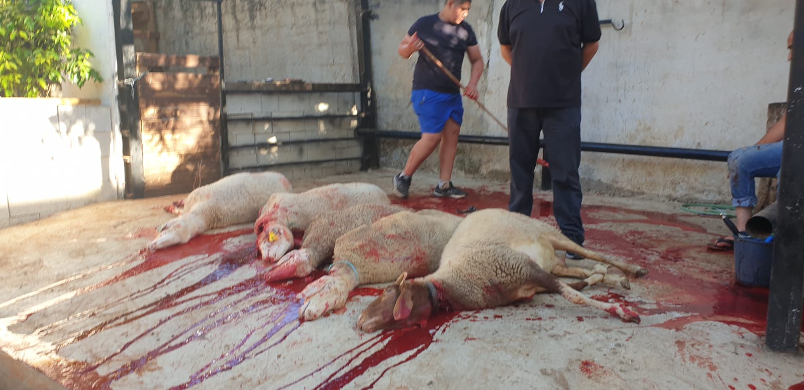 WhatsApp Image 2020-06-25 at 5.48.12 PM (1).jpeg.jpeg